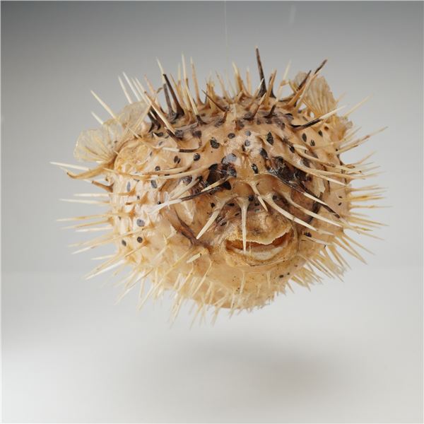Taxidermy Inflated Porcupine Pufferfish Specimen