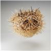 Image 1 : Taxidermy Inflated Porcupine Pufferfish Specimen