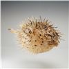 Image 2 : Taxidermy Inflated Porcupine Pufferfish Specimen