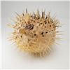 Image 3 : Taxidermy Inflated Porcupine Pufferfish Specimen