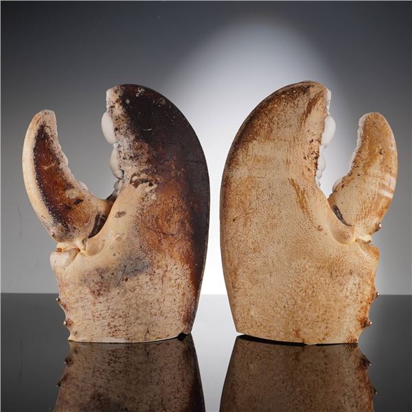 Pair of Giant Fossilized Lobster Claw Specimens
