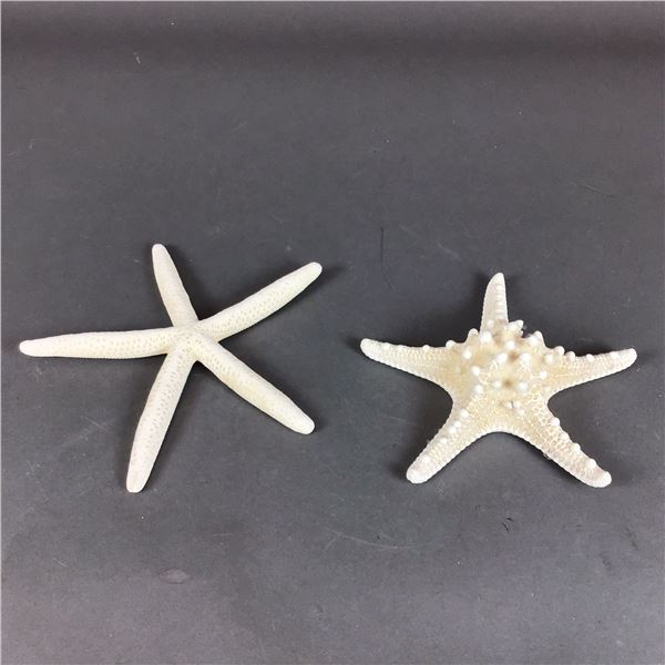 Two Natural White Starfish Specimens including Finger and Knobby Varieties