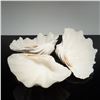 Image 2 : Three Large Giant Clam Shell Valves