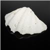 Image 3 : Three Large Giant Clam Shell Valves