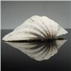 Image 4 : Three Large Giant Clam Shell Valves