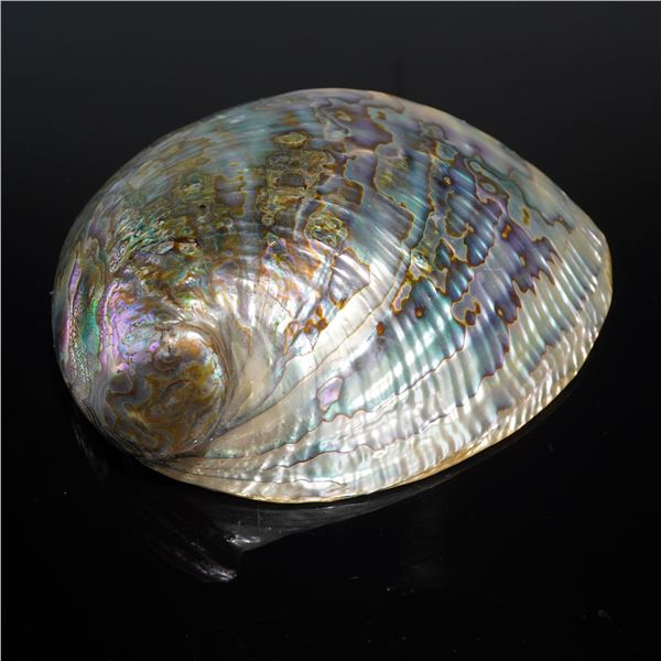 Seashell Paua Abalone