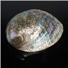 Image 1 : Seashell Paua Abalone