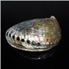 Image 2 : Seashell Paua Abalone