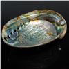Image 3 : Seashell Paua Abalone