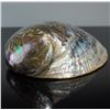 Image 4 : Seashell Paua Abalone