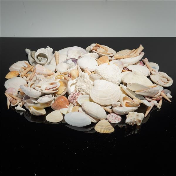 Box of Natural Mixed Ocean Seashells and Stony Coral Fragments