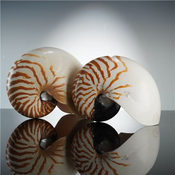 Set of 2 Natural Striped Chambered Nautilus Seashells