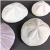 Image 3 : 4pc Shell Collection Including One Sea Urchin and Three Sea Biscuits