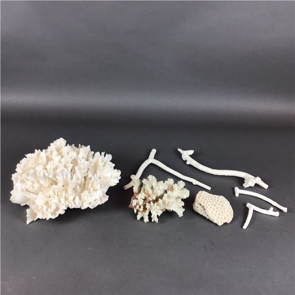 7pc Natural White Coral Specimen Collection