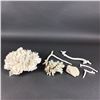 Image 1 : 7pc Natural White Coral Specimen Collection