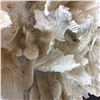 Image 4 : 7pc Natural White Coral Specimen Collection