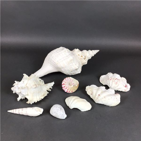 8 Piece Shell Collection of Natural Marine Gastropod and Bivalve Specimens