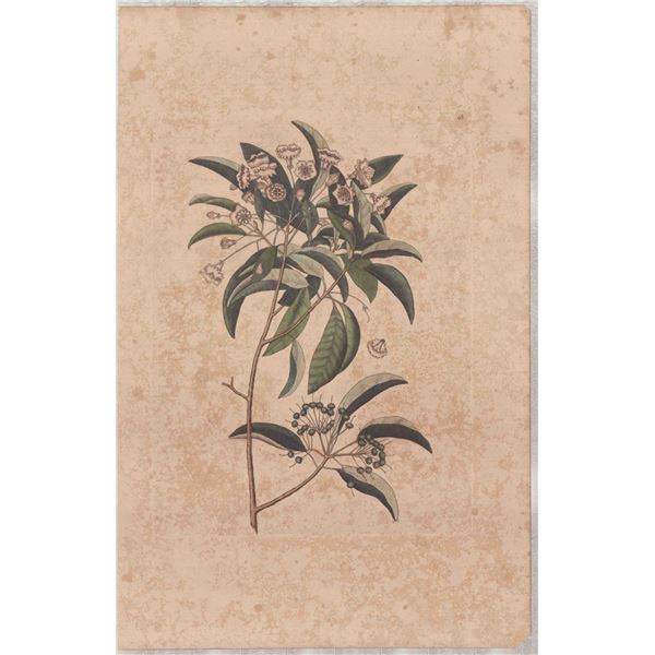 Mark Catesby (British, 1679-1749) Hand-Colored Engraving, Mountain Laurel