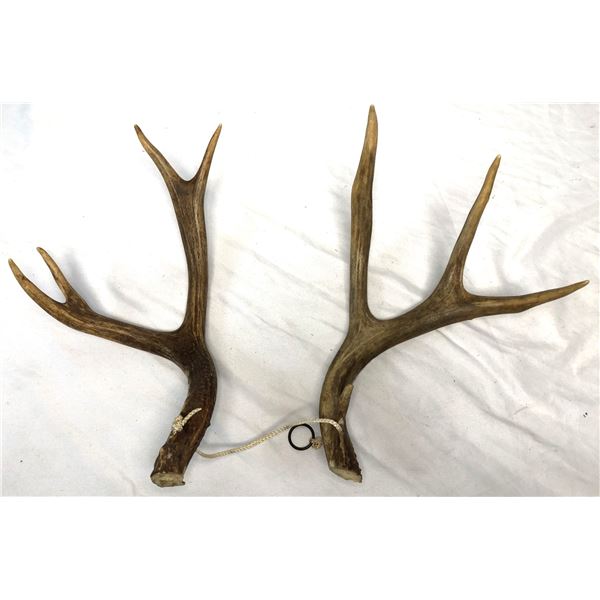 Antlers - Pair