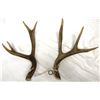 Image 1 : Antlers - Pair
