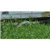 Image 12 : Fiberglass Motorboat with Windshield and Evinrude Outboard Motor