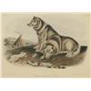 Image 2 : Audubon Lithograph, "Esquimaux Dog", Printed & Colored by J.T. Brown