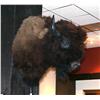 Image 1 : Buffalo Should Mount