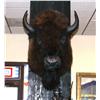 Image 2 : Buffalo Should Mount