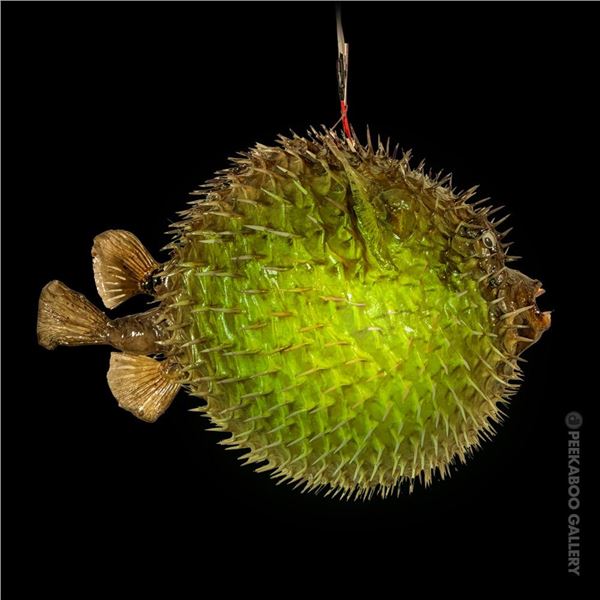 LARGE ORIGINAL OCEANIC ARTS 15" BLOWFISH LAMP