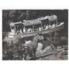 Image 4 : Oversized Prints of the Jungle Cruise and Dumbo.