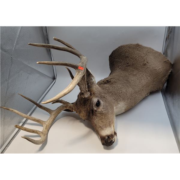 Taxidermy Deer Head