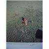 Image 1 : Moonwalkers Neil Armstrong, Buzz Aldrin, Michael Collins signed NASA photograph