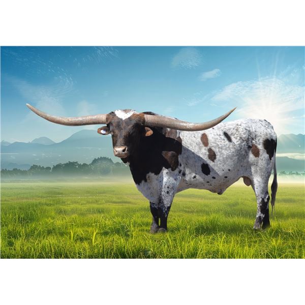 KDK HERCULES SEMEN LOT