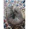 Image 3 : 4 Vintage Leather Baseball Gloves
