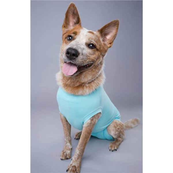 Dog Recovery Suit (Medium, Teal)