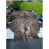 Image 1 : Massive 7ft x 8ft Buffalo Hide In Excellent Condition came from movies size does not include Tail
