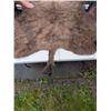 Image 3 : Massive 7ft x 8ft Buffalo Hide In Excellent Condition came from movies size does not include Tail