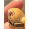 Image 11 : Japanese Tagua Nut Netsuke Zodiac Animals