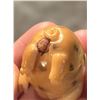 Image 12 : Japanese Tagua Nut Netsuke Zodiac Animals