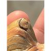 Image 13 : Japanese Tagua Nut Netsuke Zodiac Animals