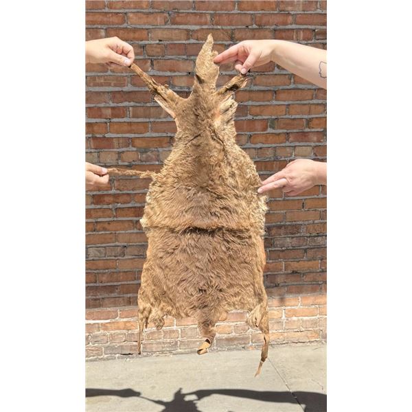 Tanned Taxidermy Australian Wallaby Hide
