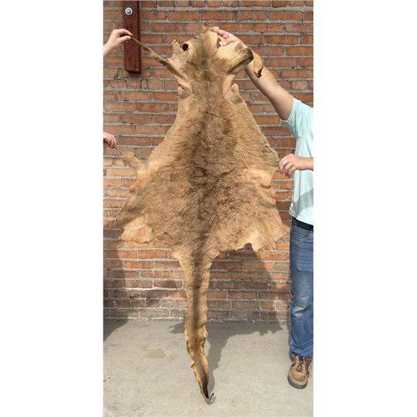 Tanned Taxidermy Australian Kangaroo Hide