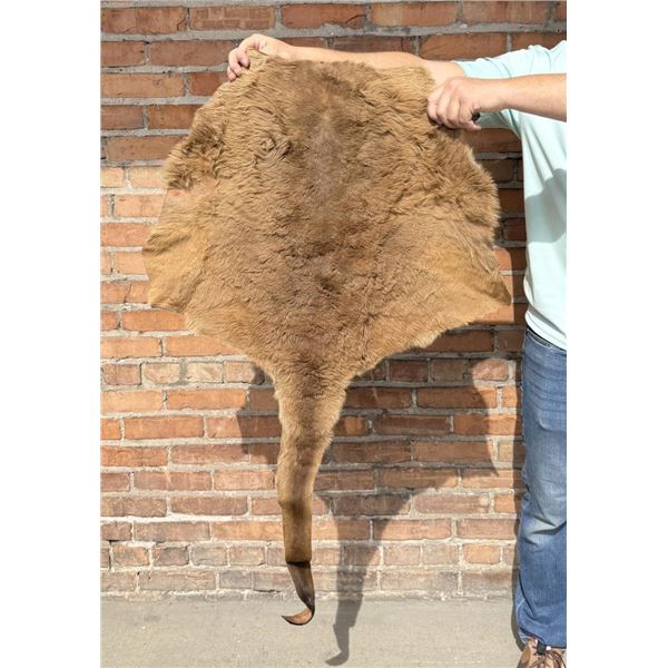 Tanned Taxidermy Australian Kangaroo Hide