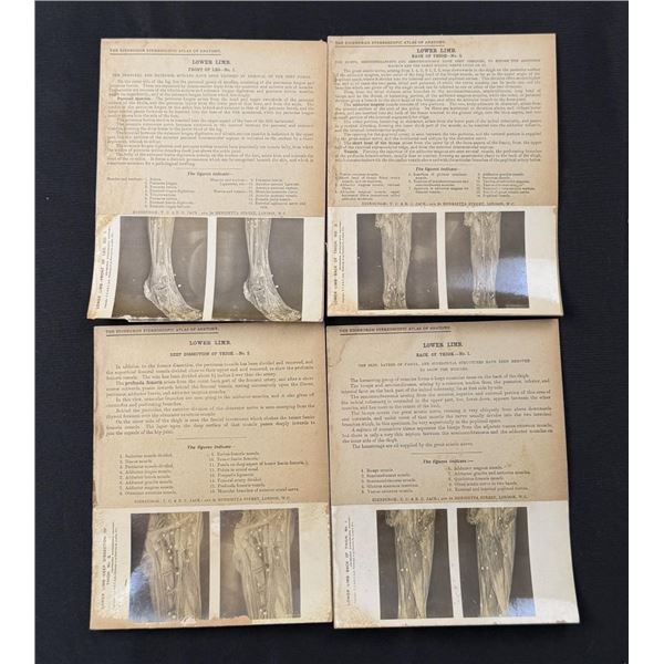 Edinburgh Stereoscopic Atlas of Anatomy