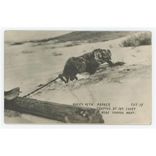 Ovando Montana Badger in Trap RPPC Postcard