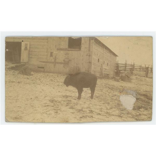 Montana Farm Raised Pet Buffalo Photo