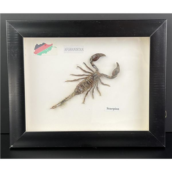 Framed Afghanistan Scorpion Specimen Entomology