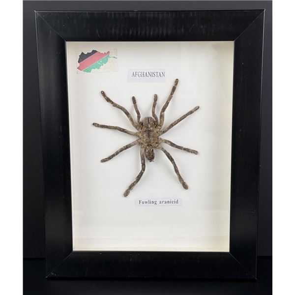 Framed Afghanistan Fowling Araneid Spider