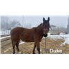Image 1 : Duke