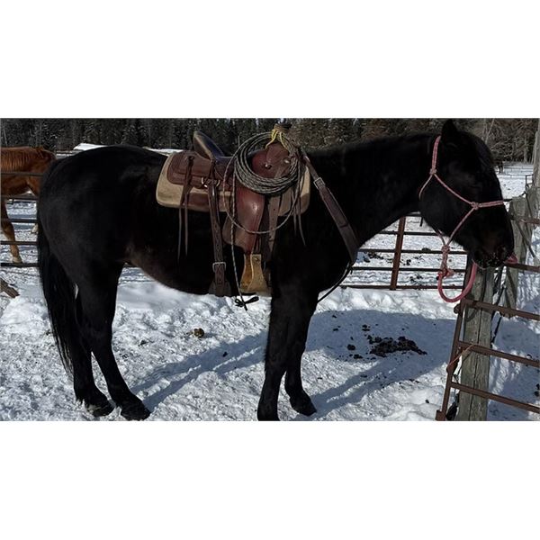 Ranger